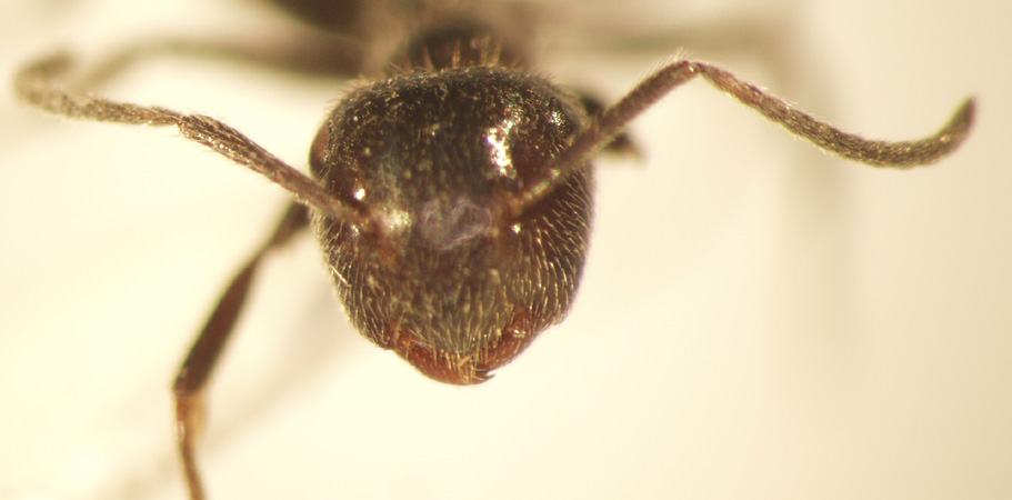 Camponotus 24 frontal