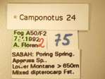 Camponotus 24 Label