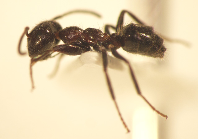 Camponotus 24 lateral