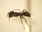 Camponotus 24 lateral