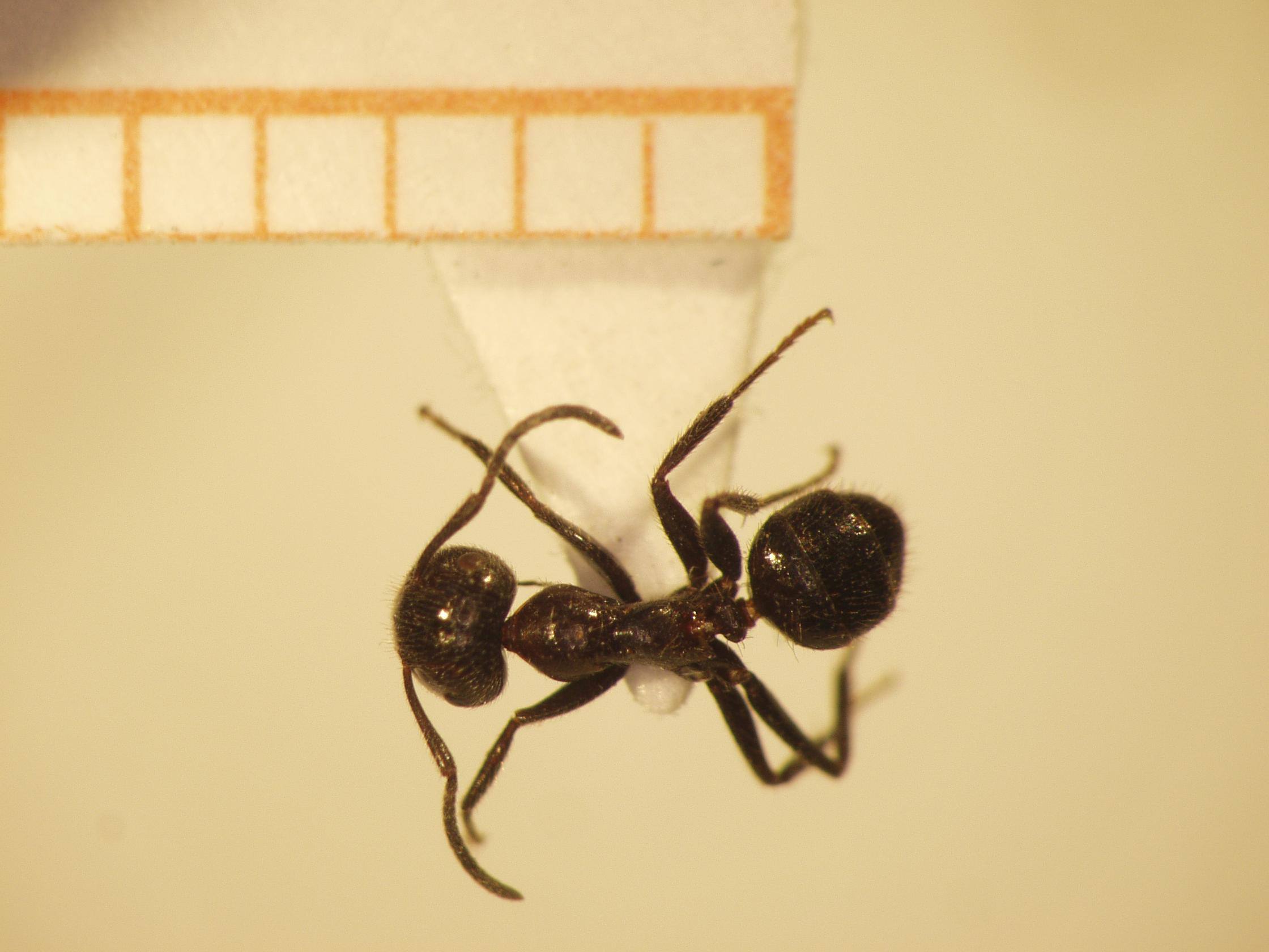 Camponotus 24 dorsal