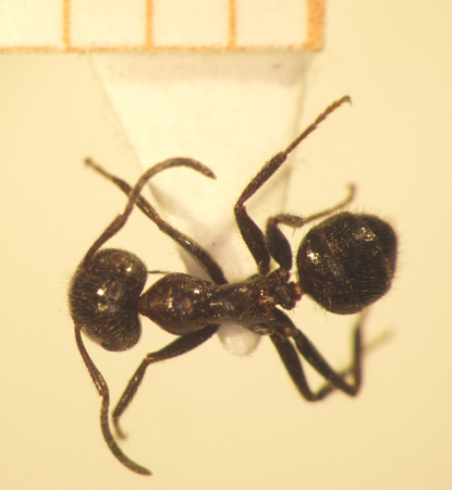 Camponotus 24 dorsal