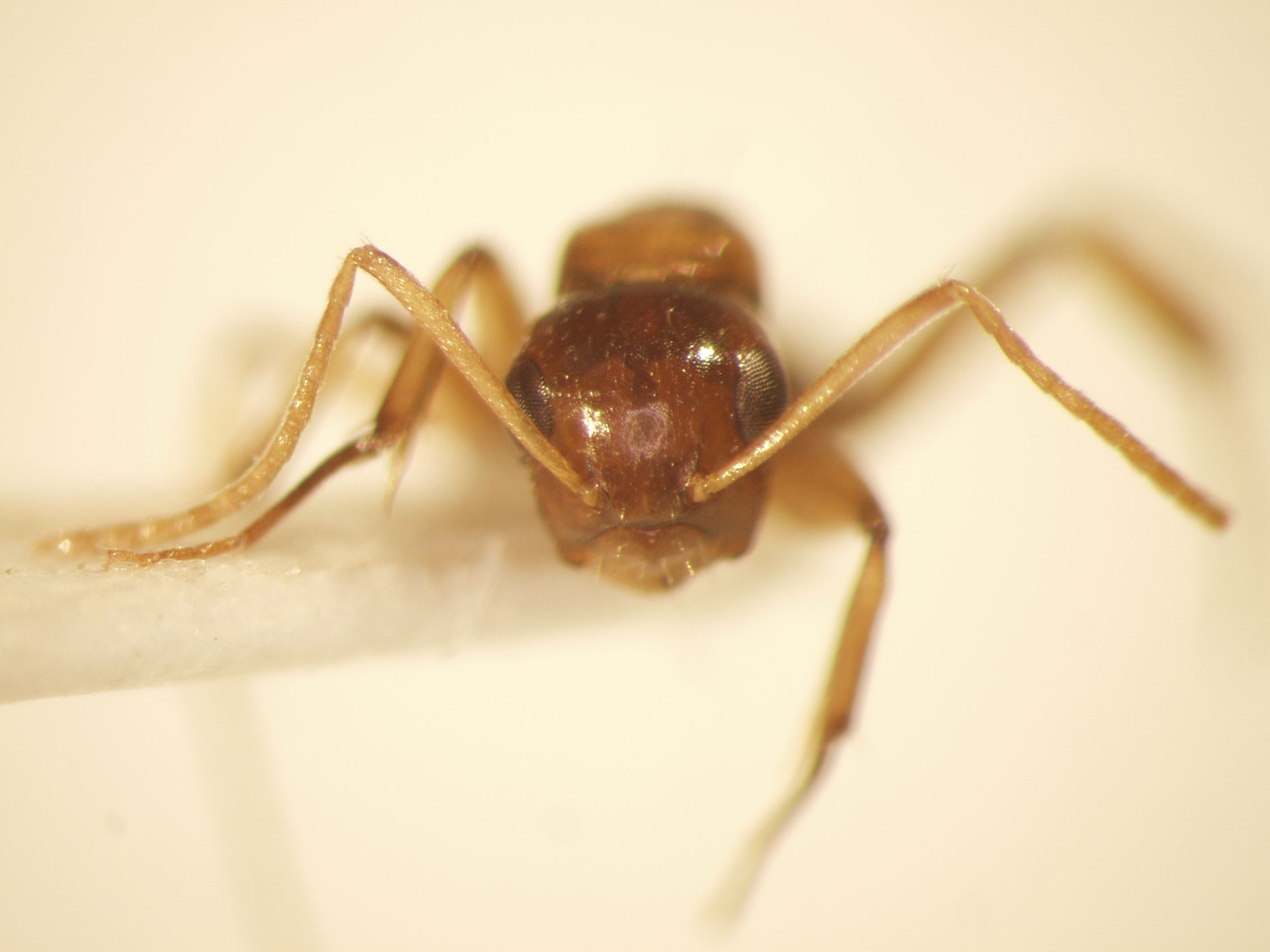 Camponotus 25 frontal