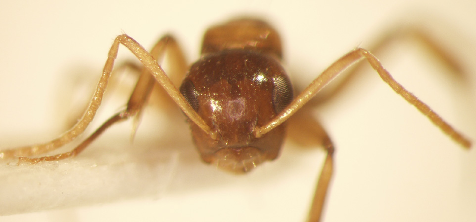 Camponotus 25 frontal
