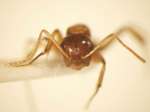 Camponotus 25 frontal