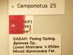 Camponotus 25 Label