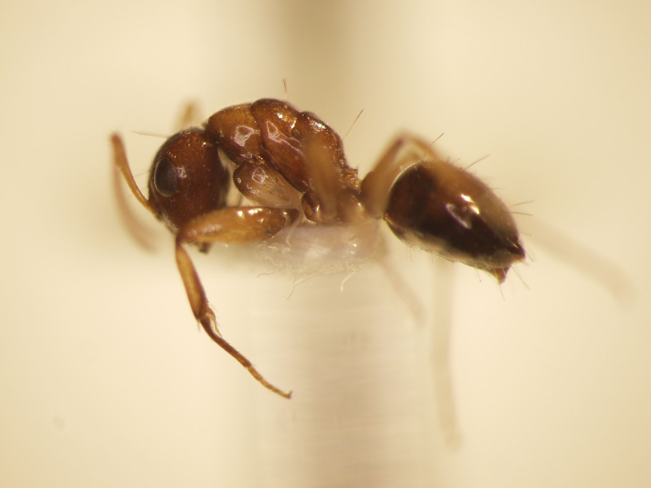 Camponotus 25 lateral