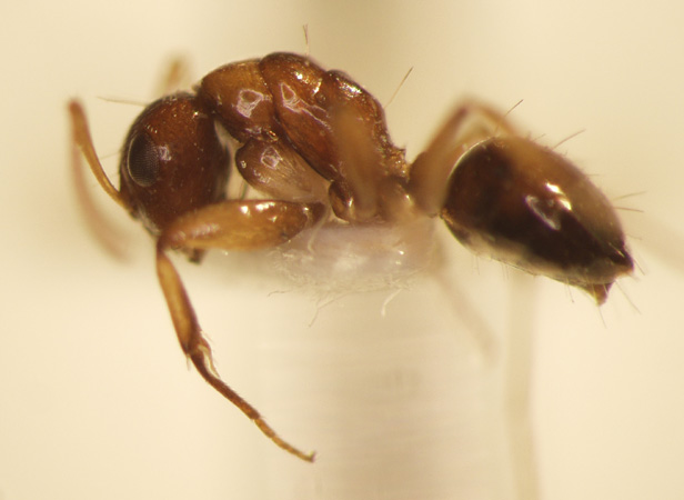 Camponotus 25 lateral