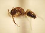 Camponotus 25 lateral