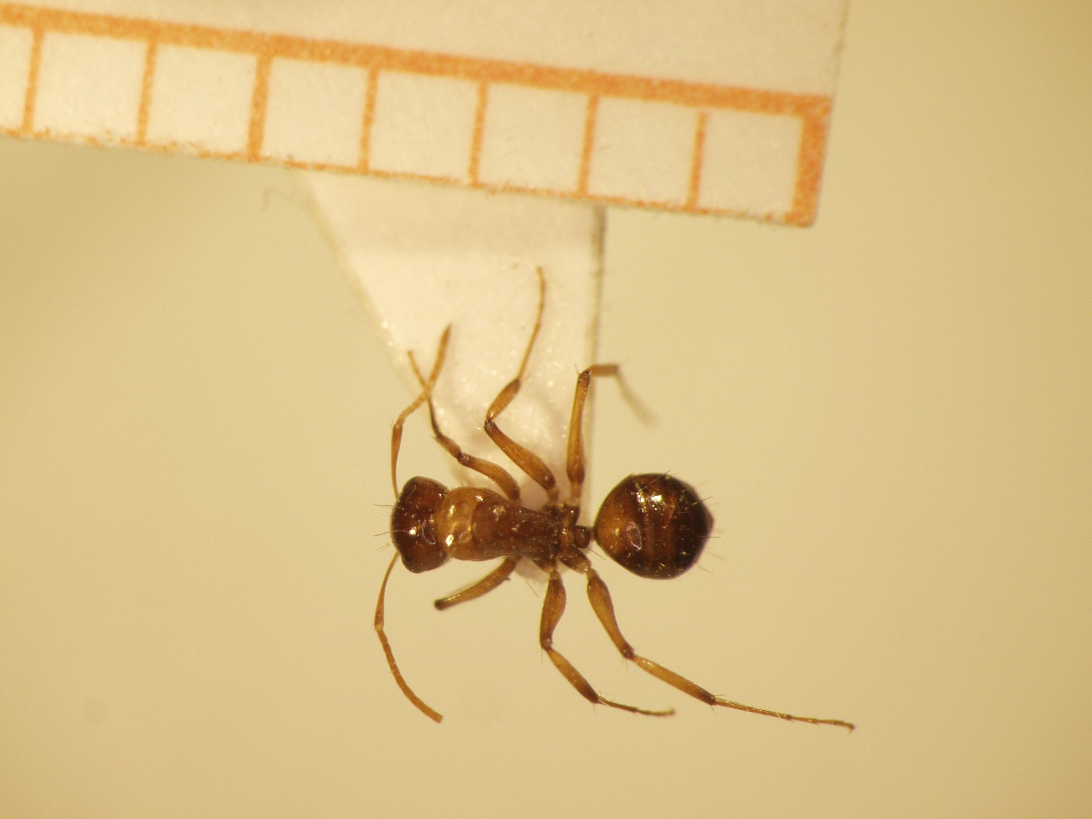 Camponotus 25 dorsal