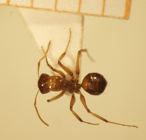 Camponotus 25 dorsal
