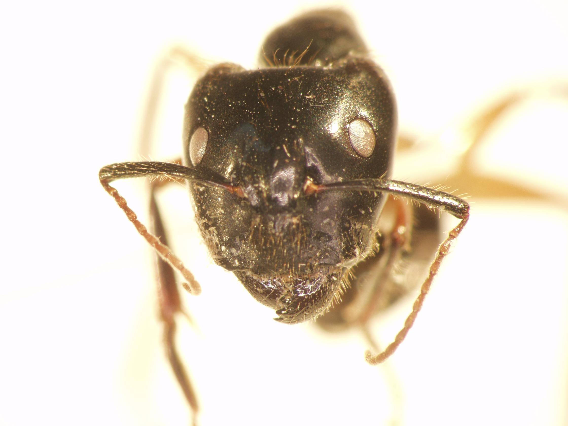 Camponotus 26 frontal