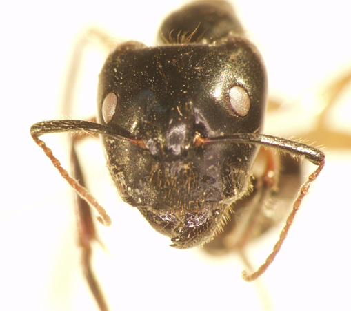 Camponotus 26 frontal