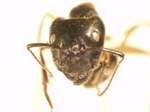Camponotus 26 frontal