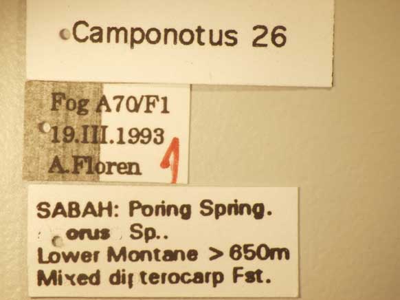 Camponotus 26 Label