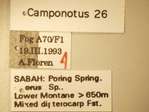 Camponotus 26 Label