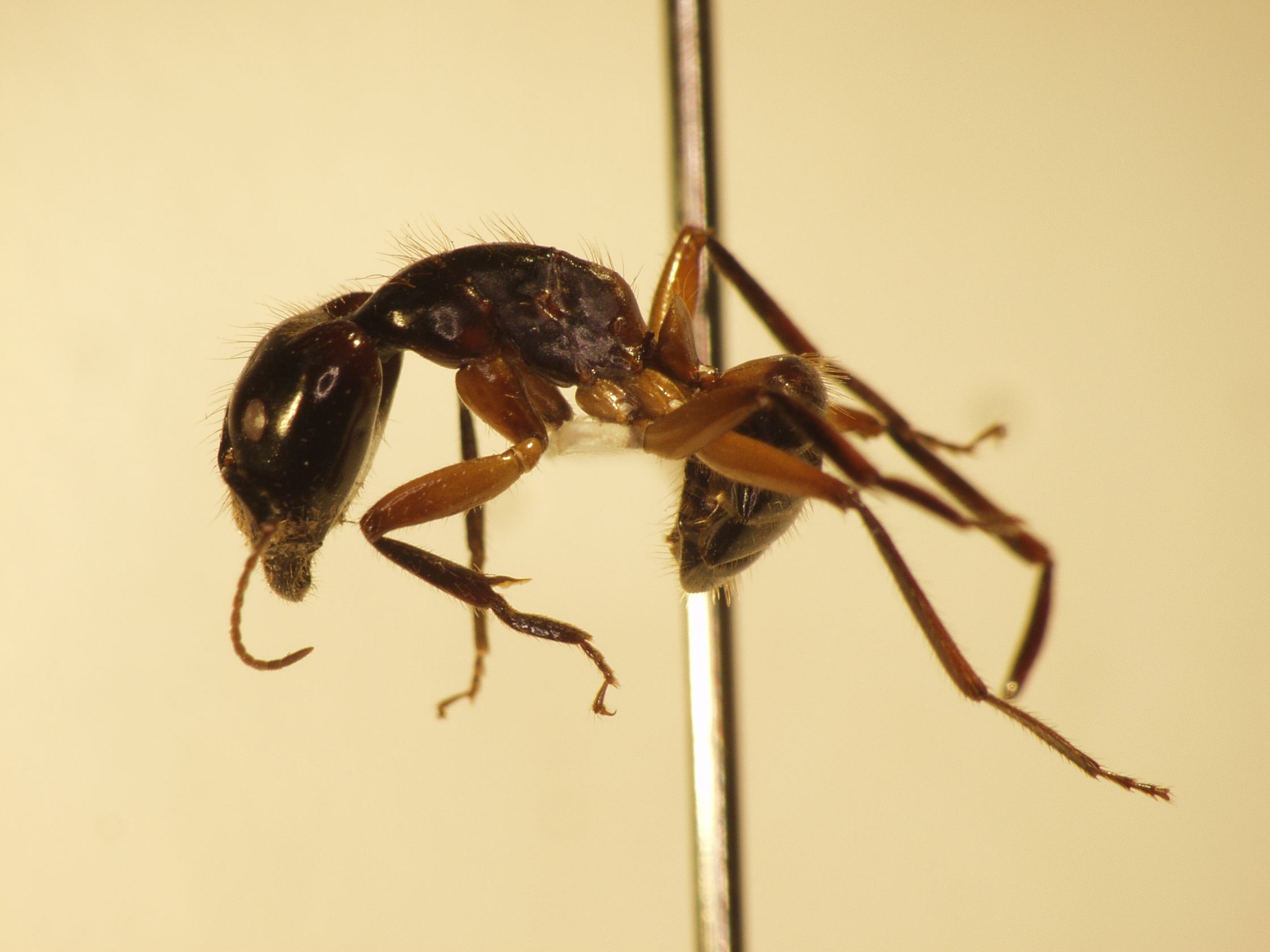 Camponotus 26 lateral