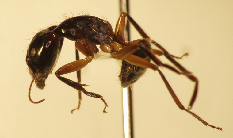 Camponotus 26 lateral