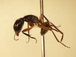 Camponotus 26 lateral