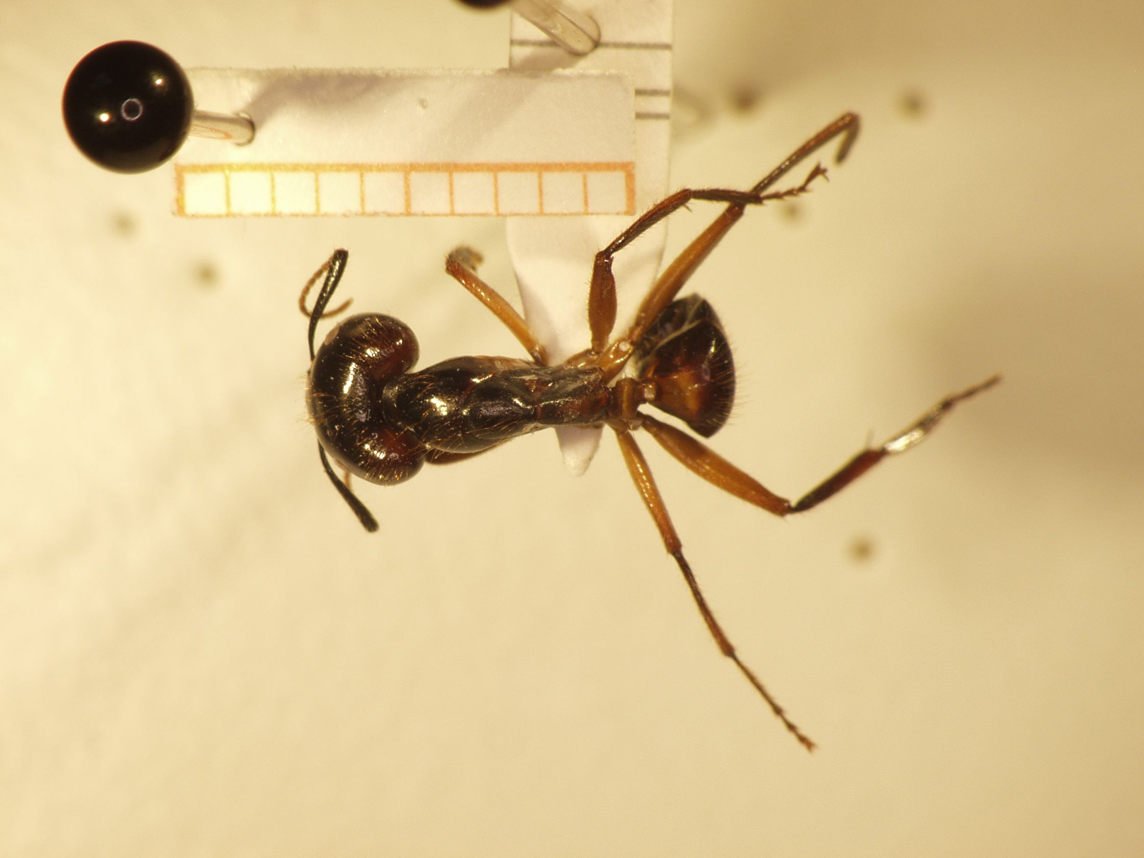 Camponotus 26 dorsal