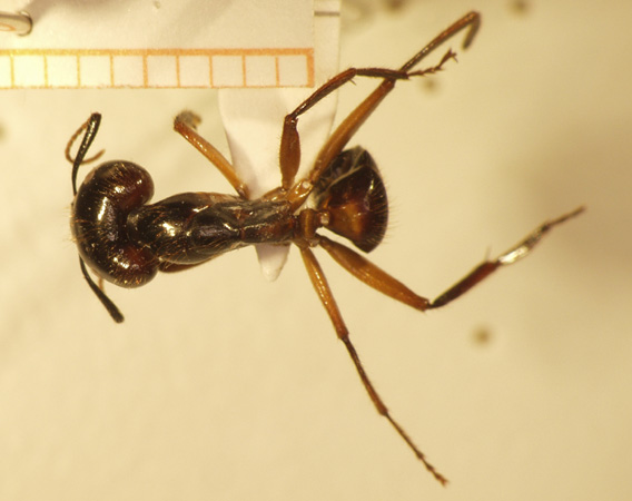 Camponotus 26 dorsal