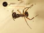 Camponotus 26 dorsal