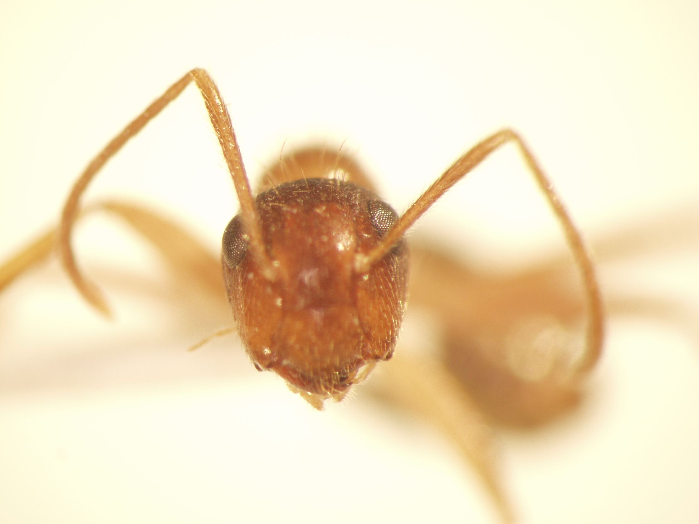 Camponotus 27 frontal