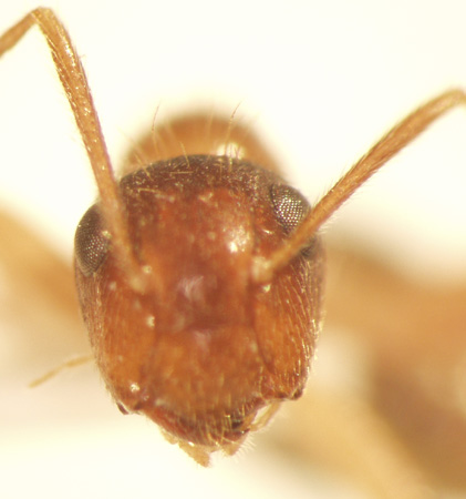 Camponotus 27 frontal