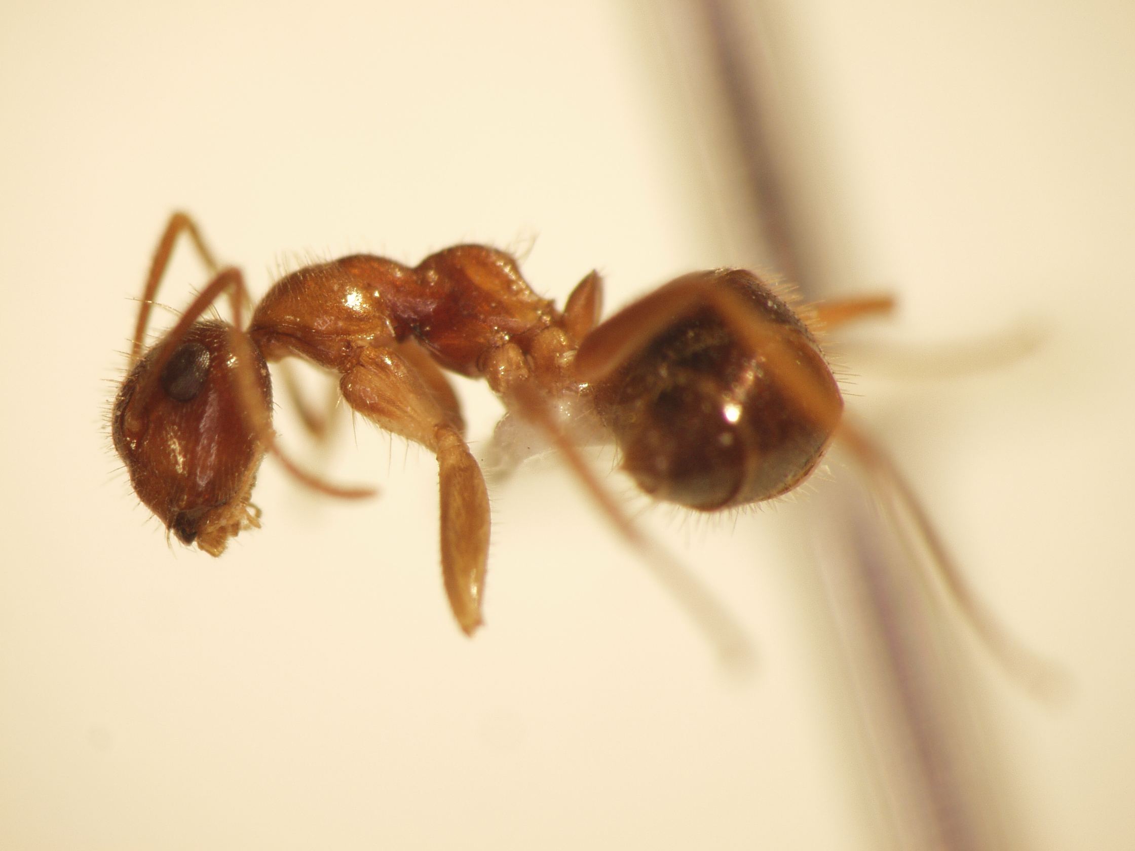 Camponotus 27 lateral