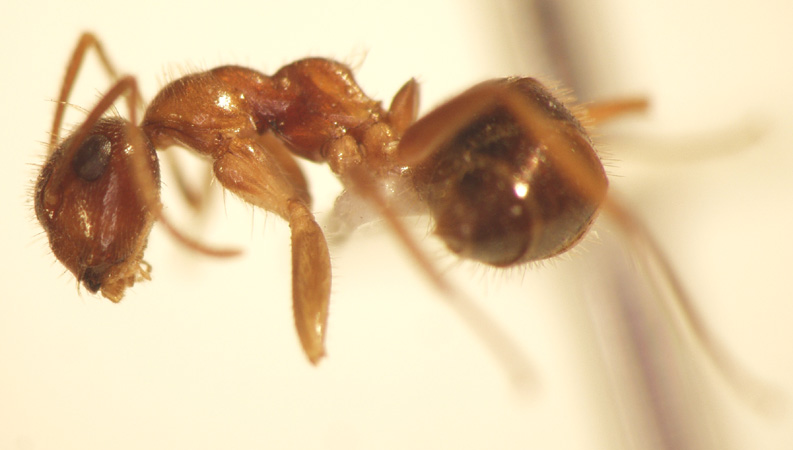 Camponotus 27 lateral