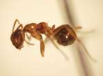 Camponotus 27 lateral