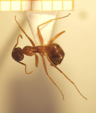 Camponotus 27 dorsal