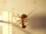 Camponotus 27 dorsal
