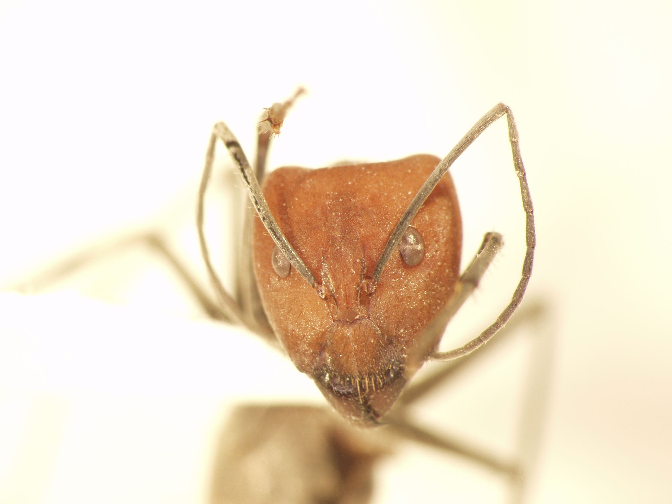 Camponotus 28 frontal