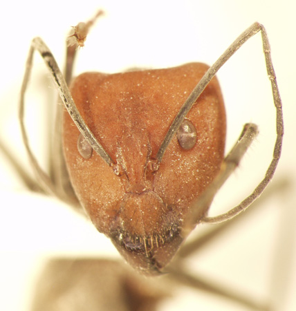 Camponotus 28 frontal