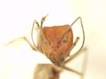 Camponotus 28 frontal