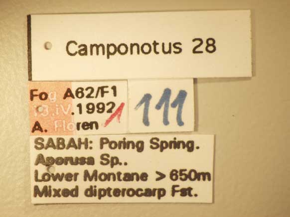 Camponotus 28 Label