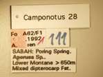 Camponotus 28 Label