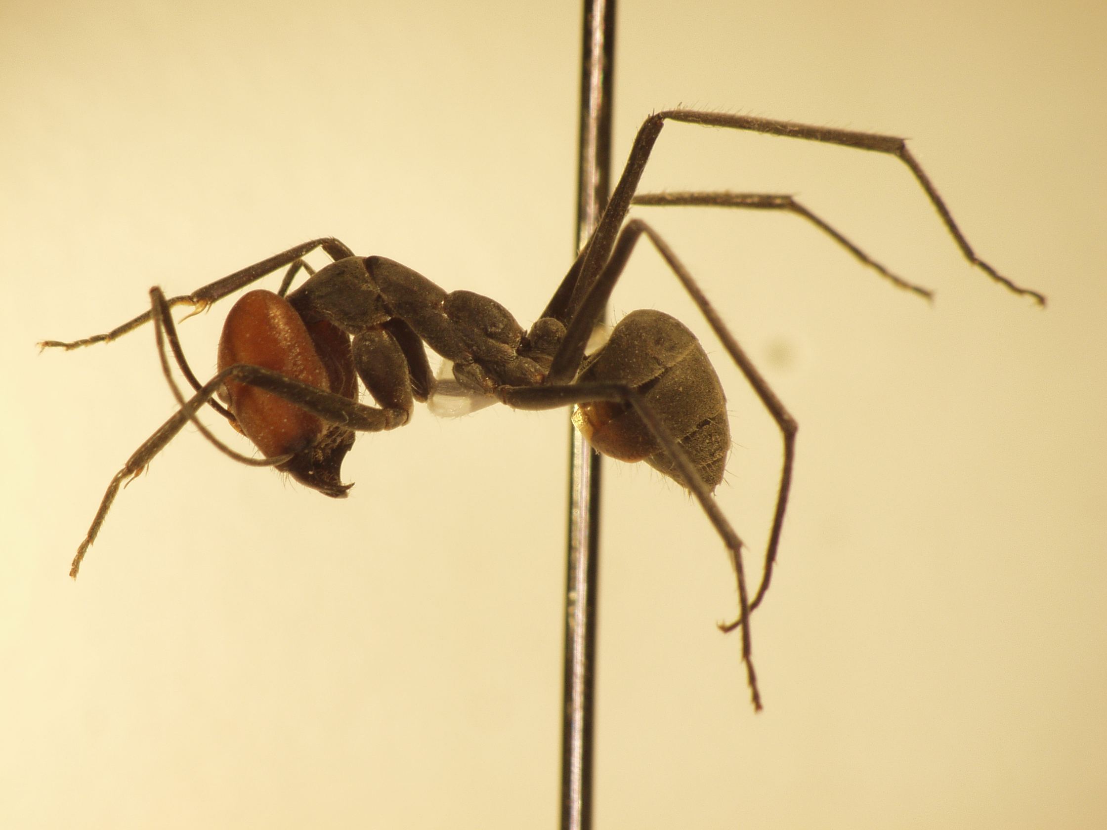 Camponotus 28 lateral