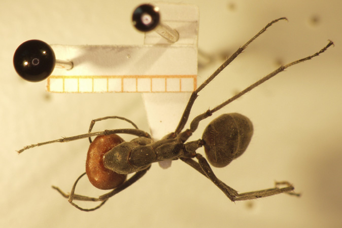 Camponotus 28 dorsal