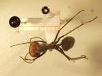 Camponotus 28 dorsal