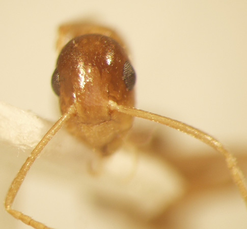 Camponotus 3 frontal