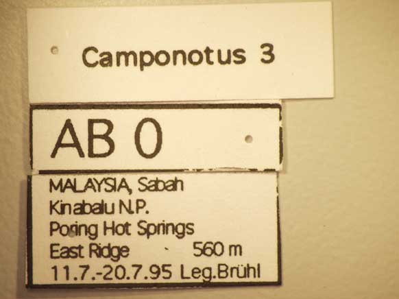 Camponotus 3 Label