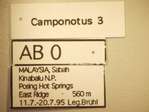 Camponotus 3 Label