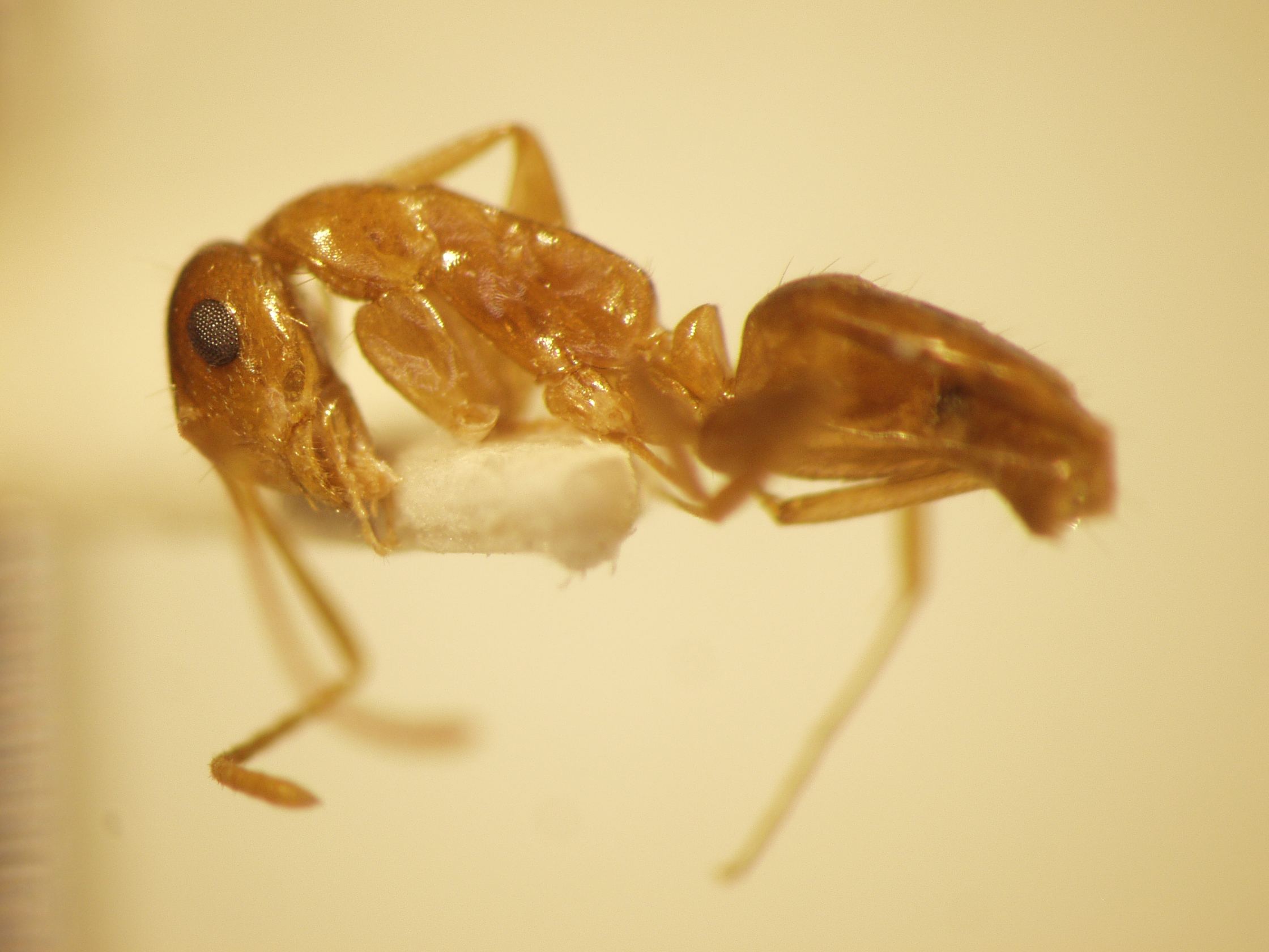 Camponotus 3 lateral