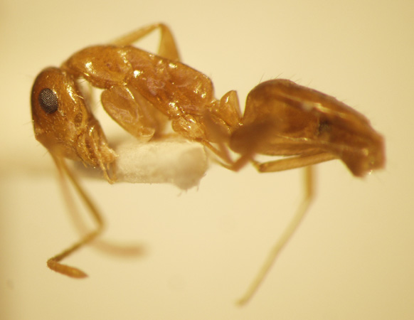 Camponotus 3 lateral