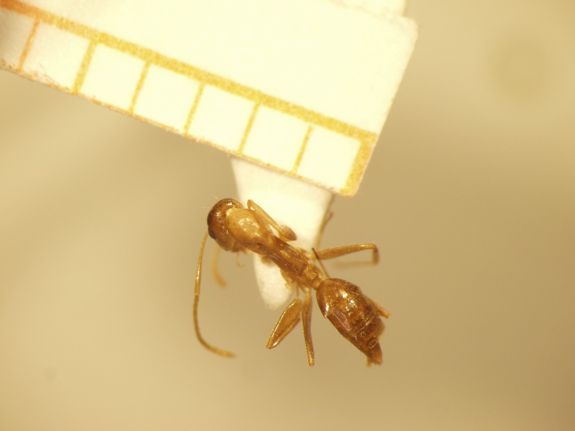 Camponotus 3 dorsal