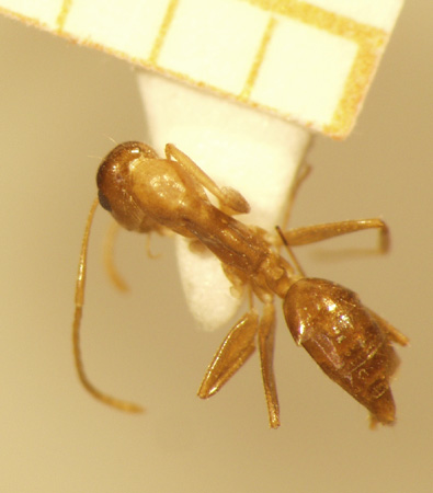 Camponotus 3 dorsal