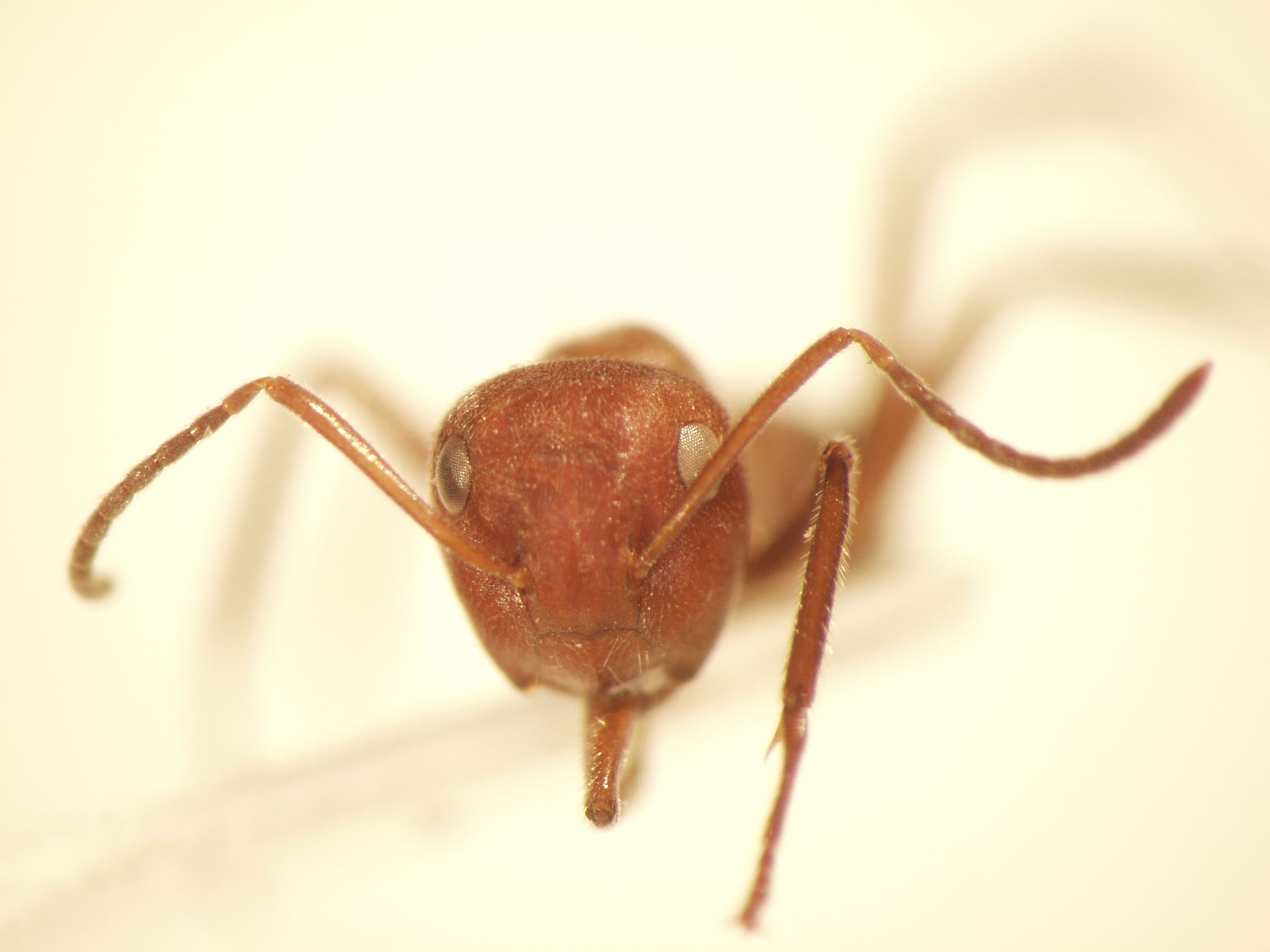 Camponotus 30 frontal