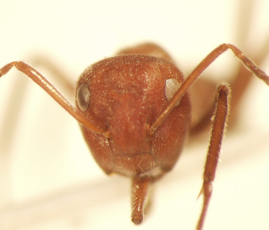 Camponotus 30 frontal